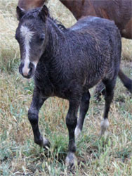 black sabino miniature colt for sale